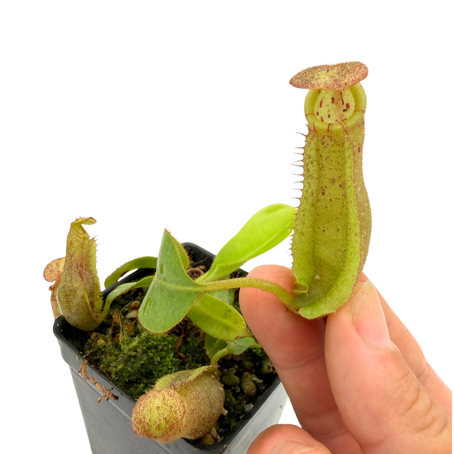 Hand holding a pitcher plant with a pot of more plants in the background on a white background