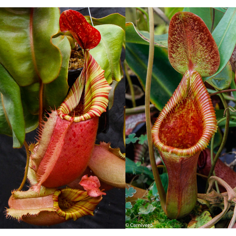 Side by side collage of Nepenthes veitchii seed pod hybrid showing red and yellow striped pitchers