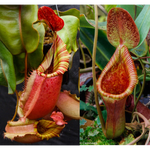 Nepenthes veitchii (Big Mama x Pink Candy Cane) #4 x Trusmadiensis SG-Seed Pod