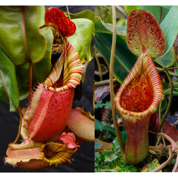 Nepenthes veitchii (Big Mama x Pink Candy Cane) #4 x Trusmadiensis SG