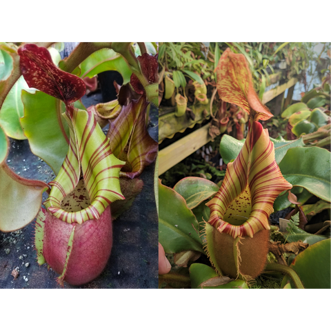 Nepenthes veitchii seed pod plant featuring lime green striped pitcher with red rim.