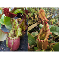 Nepenthes veitchii (Murud x Candy) -Best Clone x (Akazukin x Bareo) #4-Seed Pod