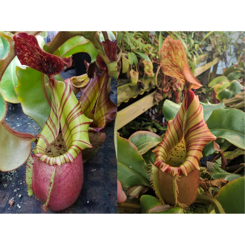 Two Nepenthes veitchii pitchers side by side; left shows a pink bulbous pitcher, right a tall striped peristome pitcher.