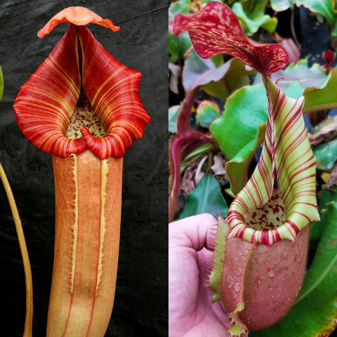 Collage of striped Nepenthes pitcher plants with a bold red striped pitcher on the left and a pale green striped pitcher on the right