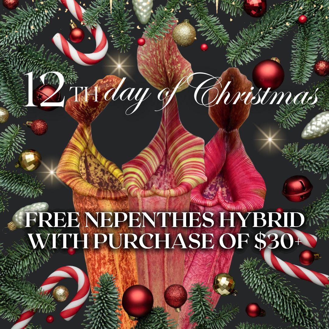 Free Nepenthes hybrid