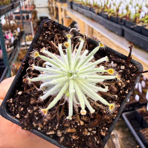 Drosera derbyensis sundew with a fuzzy silver rosette and tiny yellow flowers