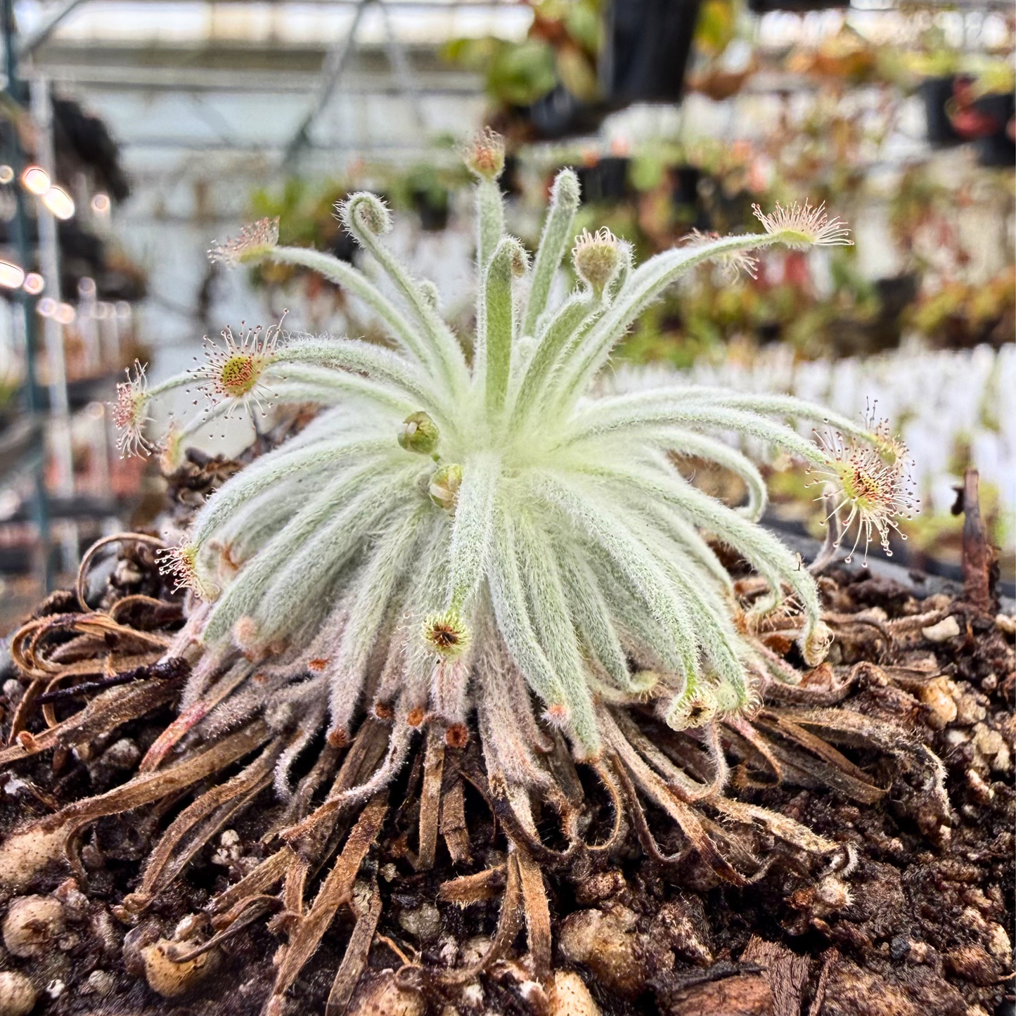 Pale silvery Drosera derbyensis rosette with long hairy leaves radiating from a central crown.
