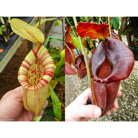 Nepenthes hybrid pitcher plant with a yellow striped pitcher on the left and a deep red pitcher on the right