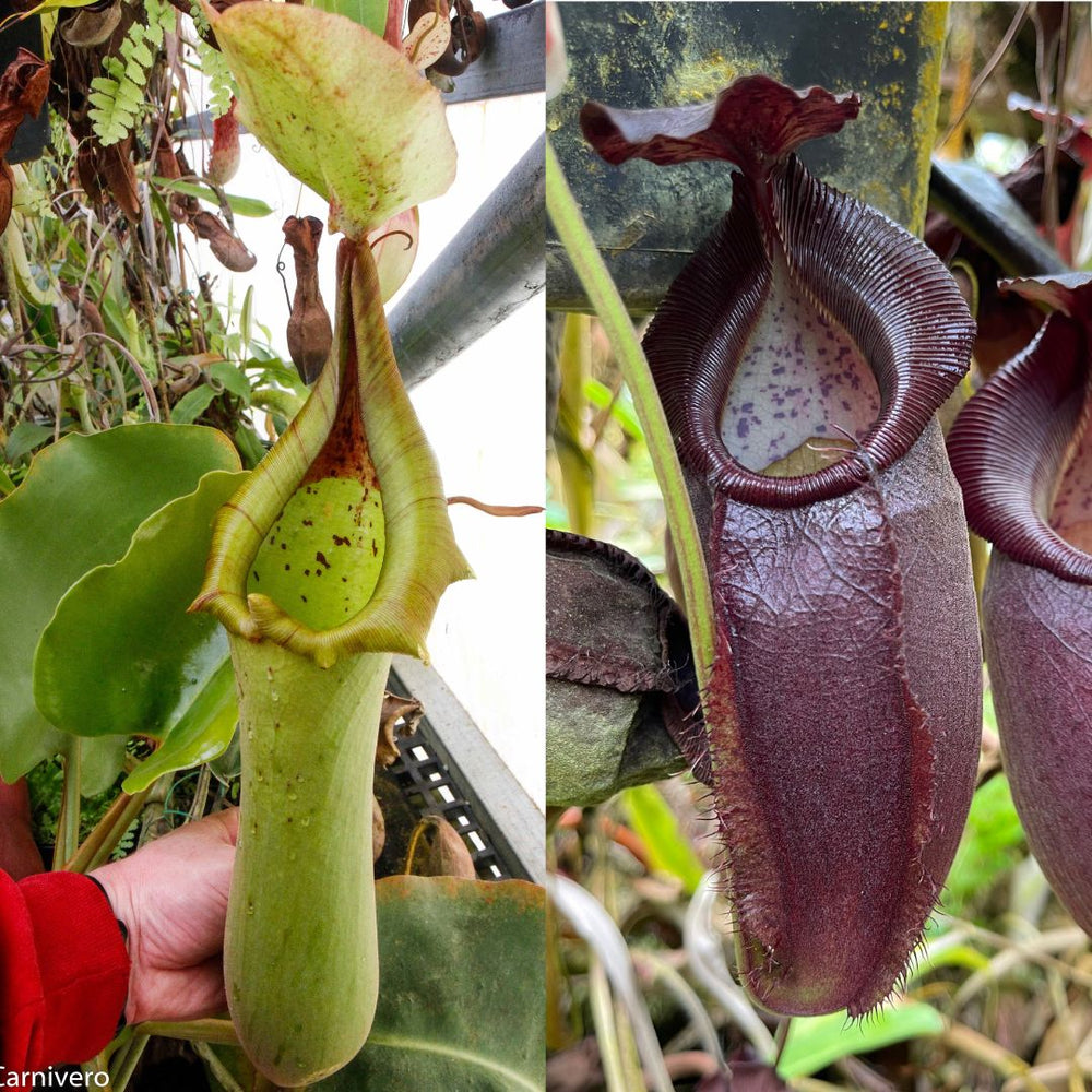 Nepenthes truncata JB x (spathulata x gymnamphora) -purple, CAR-0455