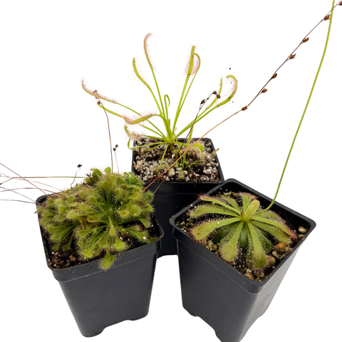 Three small potted sundews in black pots on a white background