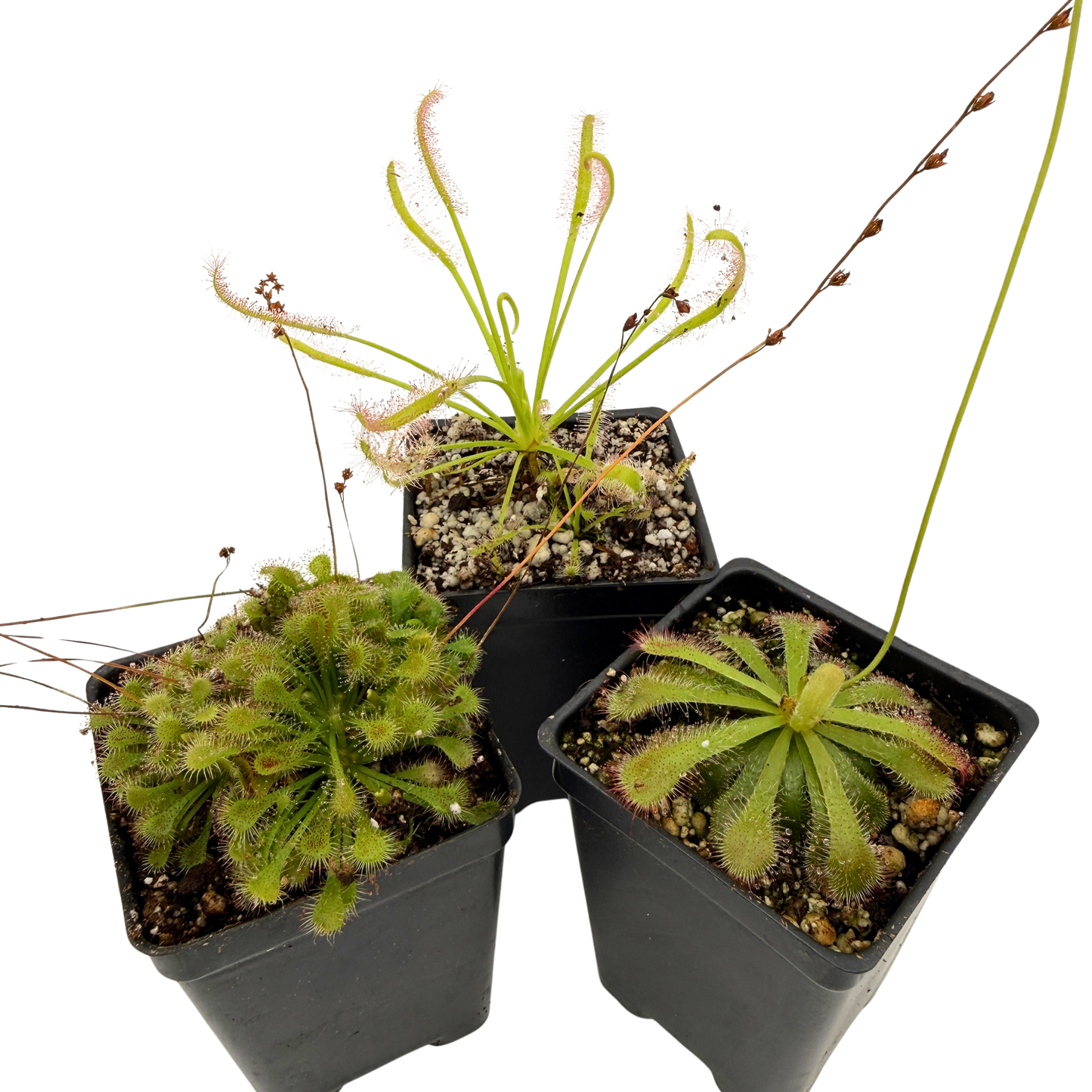 Closer-up image of Three small potted sundews in black pots on a white background