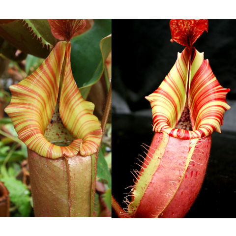 Two Nepenthes Song of Melancholy x veitchii Candy Dreams seed pod pitchers left yellow striped and right red striped
