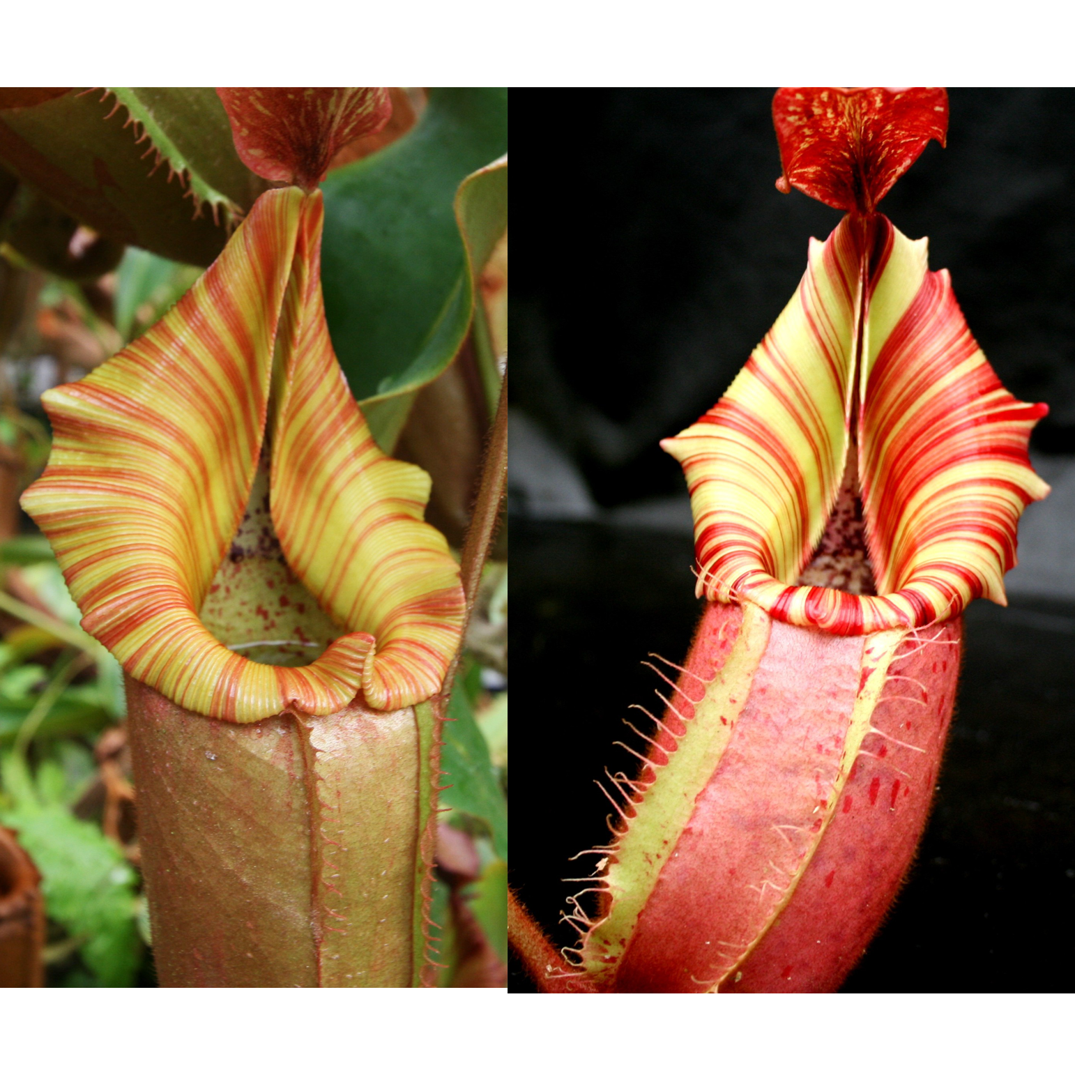 Nepenthes (Song of Melancholy x veitchii) #6 x veitchii 