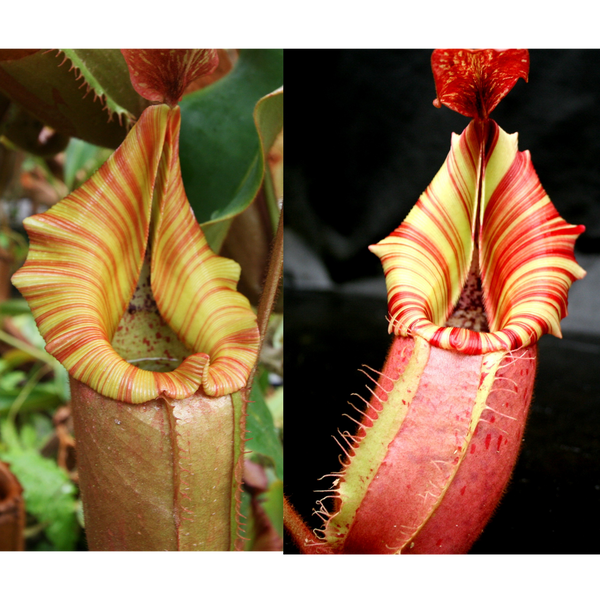 Nepenthes (Song of Melancholy x veitchii) #6 x veitchii "Candy Dreams"