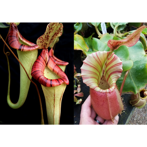 Nepenthes Cobra Seed Pod pitchers side by side with red striped left and pale pink striped right
