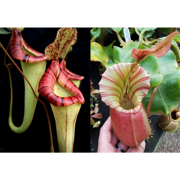 Nepenthes {[(lowii x veitchii) x boschiana] x platychila} x veitchii Cobra Seed Pod