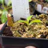 [A130] Nepenthes ephippiata x glandulifera (Natural Hybrid)