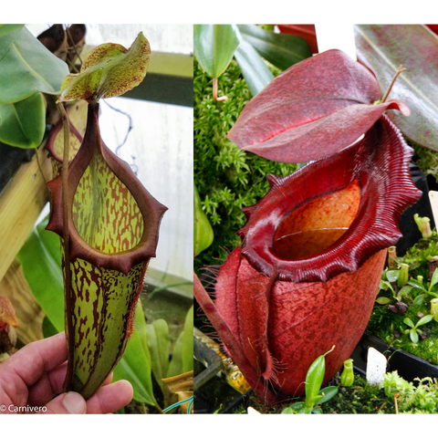 Two views of Nepenthes maxima x campanulata x Leviathan showing a green mottled pitcher on the left and a large red pitcher on the right