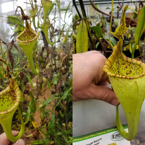 Two view collage of Nepenthes eymae hort Lumut parents from EP showing pale green pitcher traps hanging from vines with striped rims.