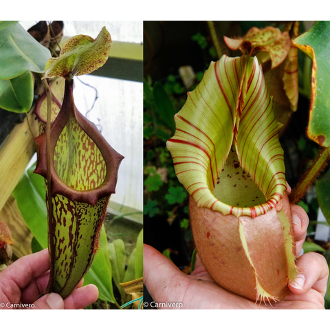 Two Nepenthes Bareo Squat CAR-0411 pitchers side by side, one green with a brown purple rim, the other striped lime