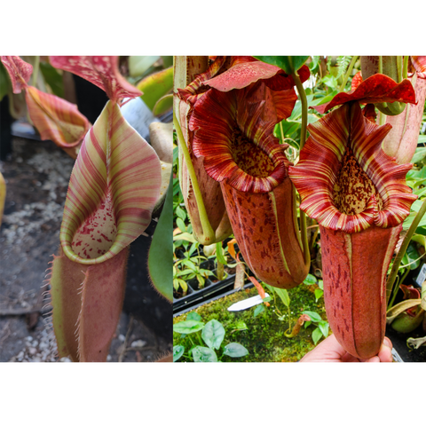 Collage of Nepenthes seed pod hybrids featuring a pale pink striped pitcher on the left and two red striped pitchers with speckled interiors on the right.