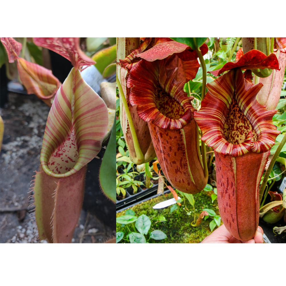 Nepenthes [veitchii (Murud x Candy) #2 x Song of Melancholy Nepenthes [veitchii (Murud x Candy) #2 x Song of Melancholy