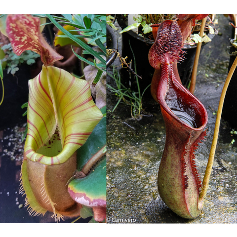 Nepenthes veitchii x lowii seed pod collage with left yellow striped pitcher and right tall red fringed pitcher