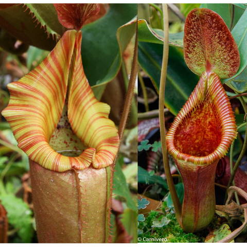 Two Nepenthes seed pod hybrids showing contrasting pitchers: left pale yellow with red stripes, right red interior with speckles.