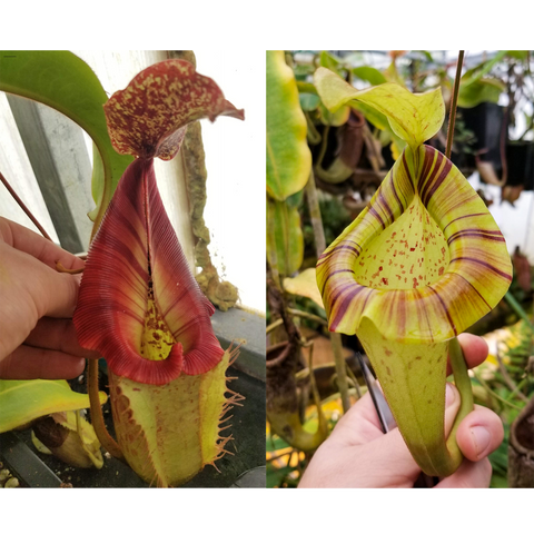 Two Nepenthes pitchers from a Rokko x boschiana x veitchii x platychila hybrid; left red speckled hood, right yellow with purple striped rim