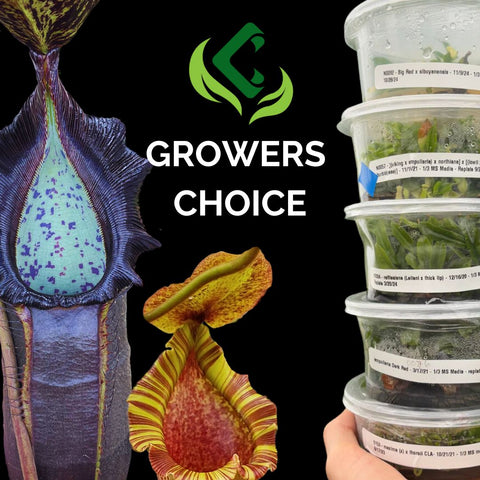 Growers Choice Nepenthes tissue culture flasks banner with logo and stacked flasks against a black background.