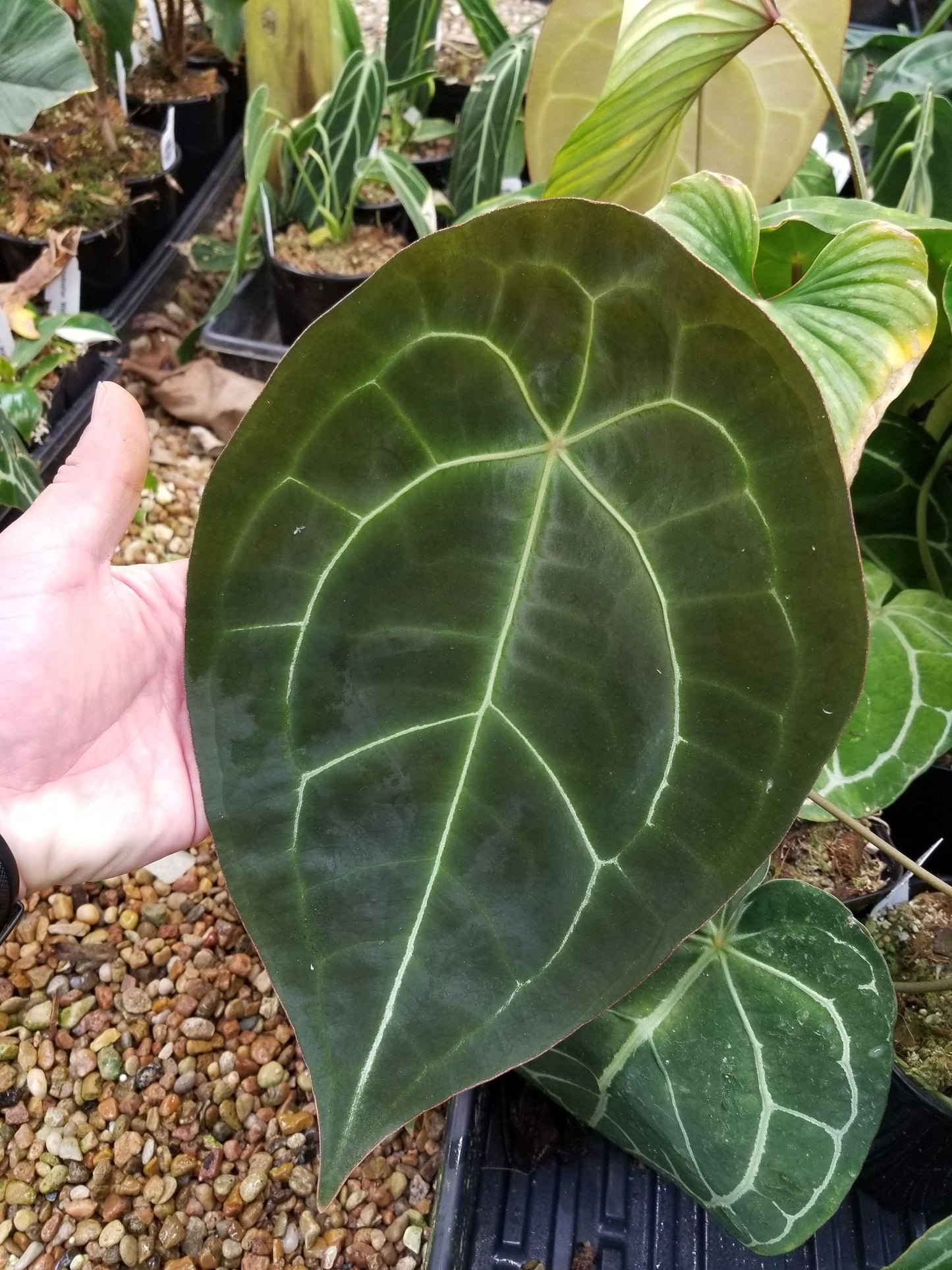 Anthurium forgetii