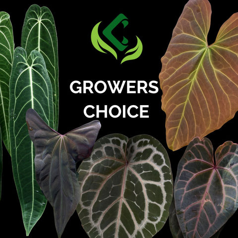 Growers Choice Anthurium collage showing green bronze and purplish leaves on a black background