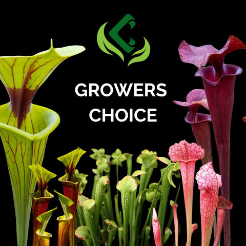 Growers Choice Sarracenia logo with bright yellow and purple pitcher plants on a black background