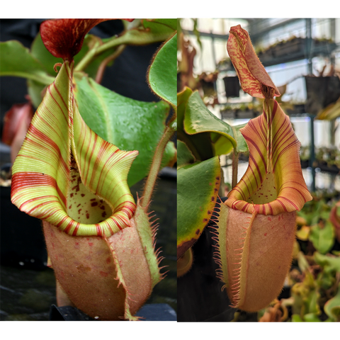 Two panel view of Nepenthes veitchii seed pods showing a pale green striped pitcher on the left and a tall red striped pitcher on the right