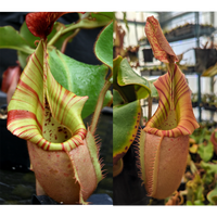 Nepenthes veitchii [(Murud Striped x Candy) #3 x (Akazukin x Bareo) #1]-Seed Pod