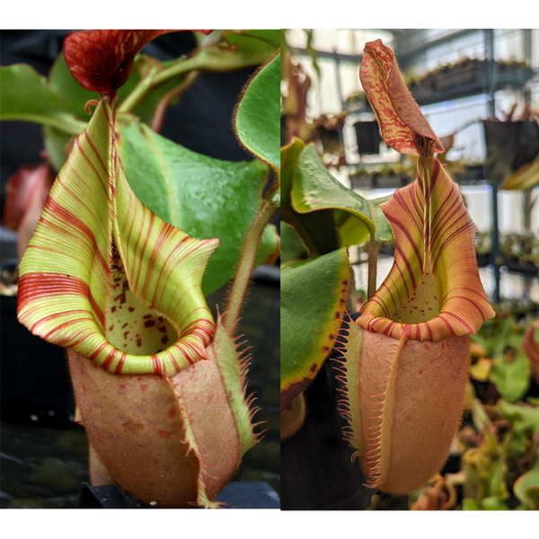 Nepenthes veitchii [(Murud Striped x Candy) #3 x (Akazukin x Bareo) #1]-Seed Pod