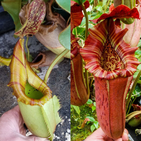 Two pitchers on Nepenthes veitchii JB x Song of melancholy x lowii veitchii boschiana hybrid; left yellow green, right red striped