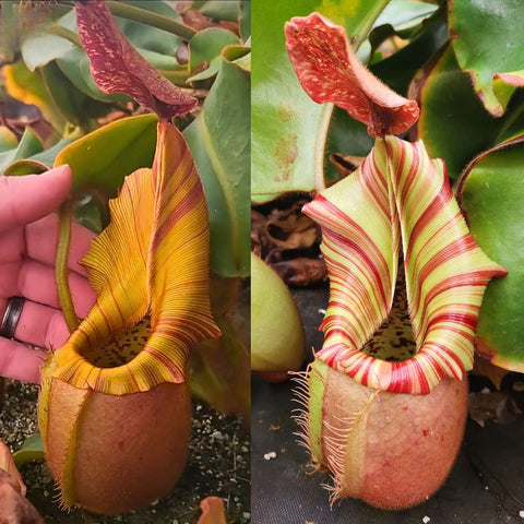 Two close up views of Nepenthes veitchii Geoff Wong x Candy Dreams striped pitchers.