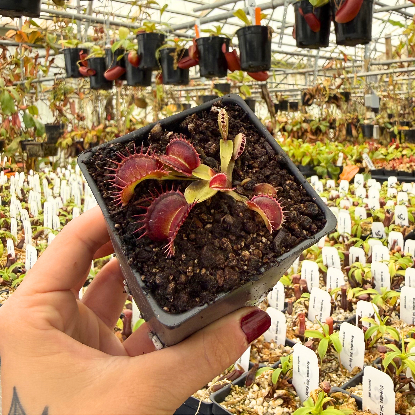 Dionaea muscipula Harlequin