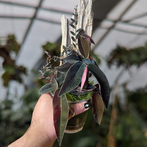 Marcgravia sp El Coca cutting with dark glossy leaves arranged around a wooden stake