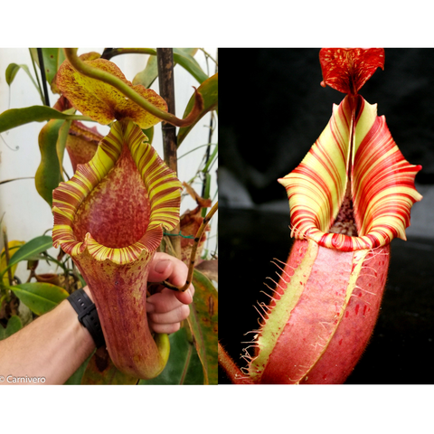 Nepenthes Red Ruffled Candy Dreams seed pod with tall pink pitcher and yellow striped peristome