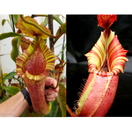 Nepenthes [(lowii x veitchii) x boschiana)] "Red Ruffled" x veitchii Candy Dreams Seed Pod