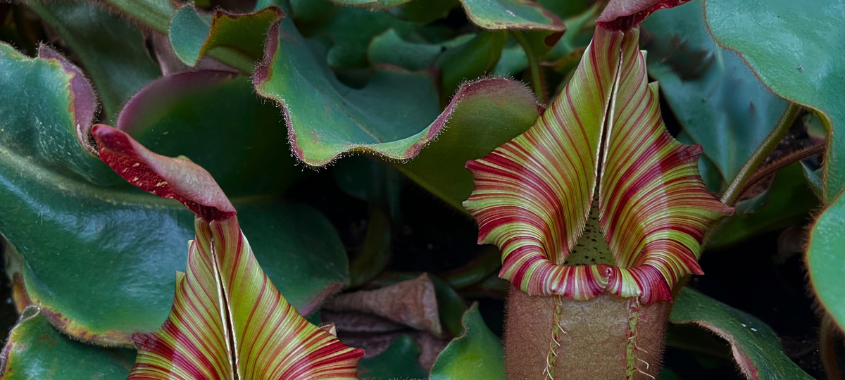 darkened photo of a stripey nepenthes pitcher plant 
