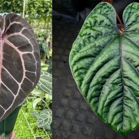Anthurium CAR-0354 leaf pair showing a dark burgundy leaf with pink veins alongside a green veined leaf
