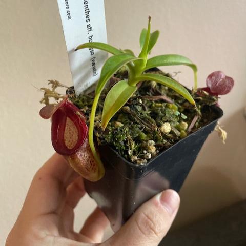Nepenthes aff. bongso young plant with pale green leaves and a small dangling pitcher in a pot