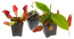 Indoor Beginner Carnivorous Plant Collection - FREE SHIPPING