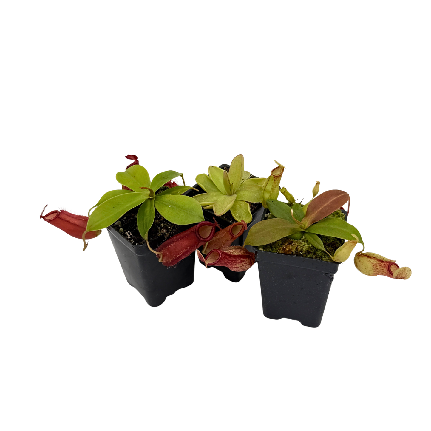 Three small potted carnivorous plants with red and green leaves on a white background