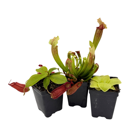 Three potted carnivorous plants on a white background