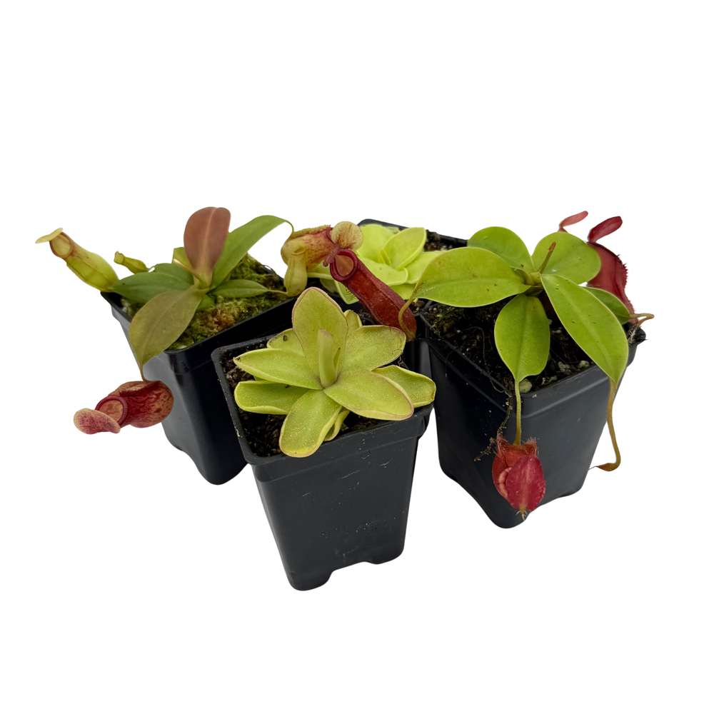 easiest carnivorous plants to grow indoors Indoor Beginner Carnivorous Plant Collection – Carnivero