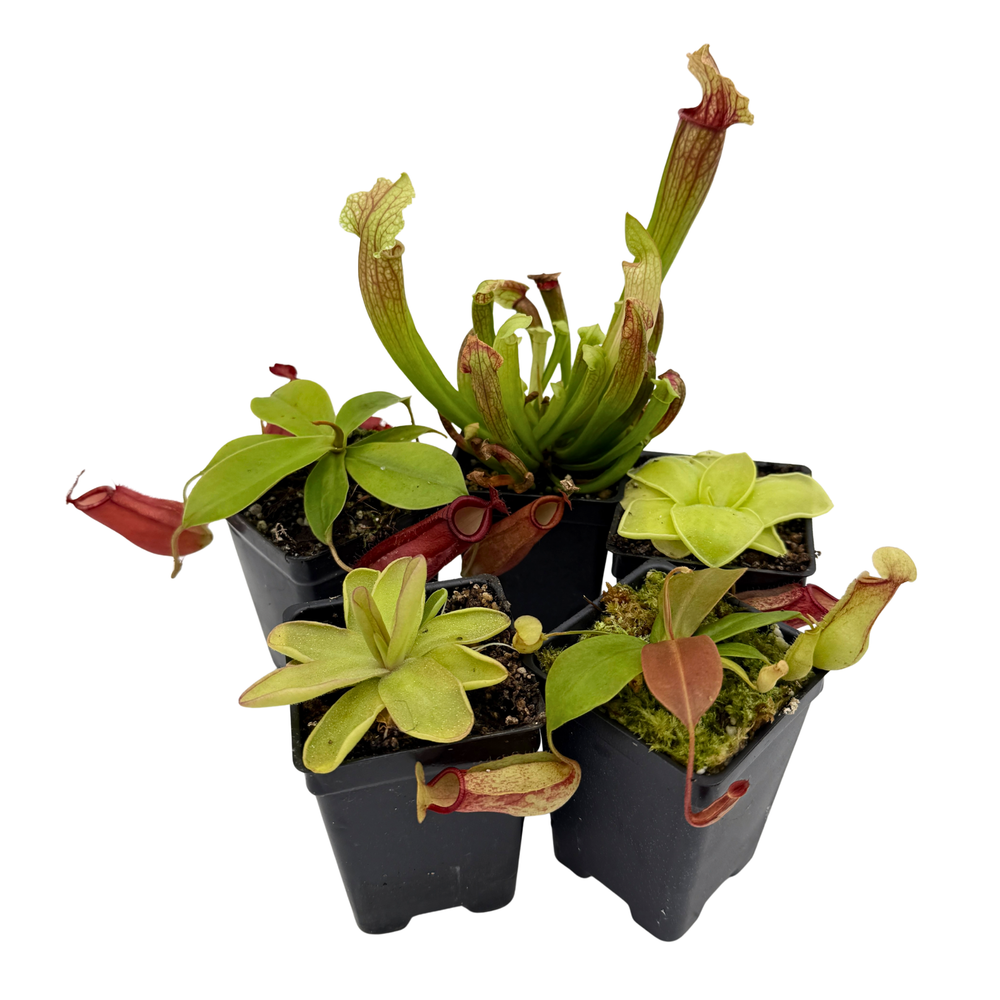 can pitcher plants grow indoors Indoor Beginner Carnivorous Plant Collection – Carnivero